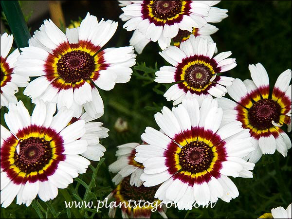 The first 4 images in this set came from plants in my garden. The planting had many different flower colors. White was the most common flower color.